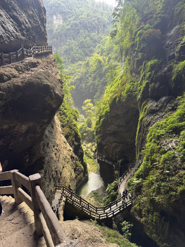 Wulong’s Misty Magic🌫️