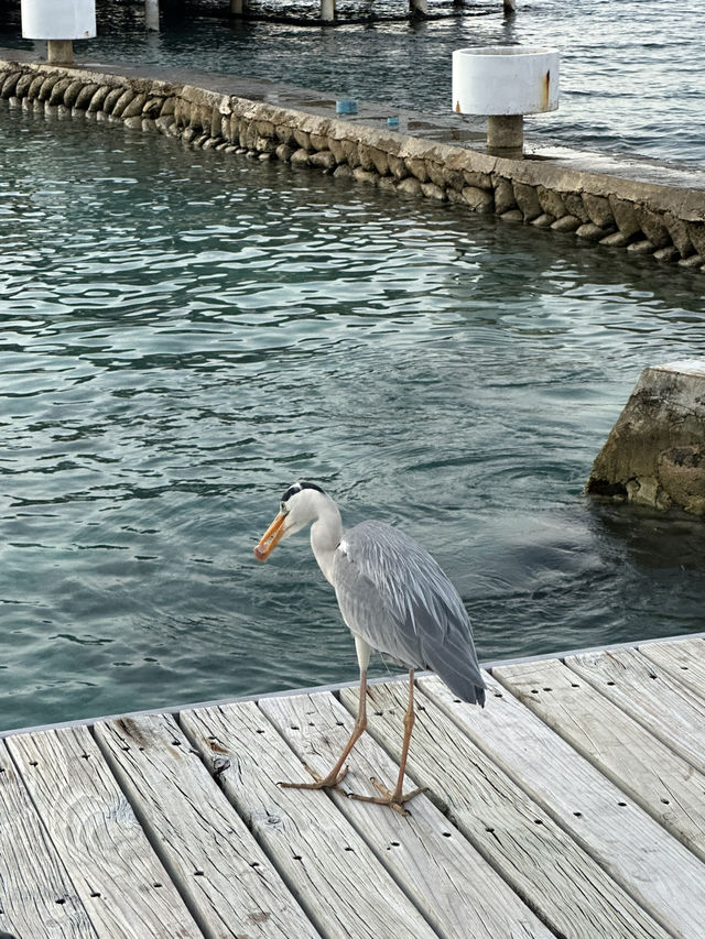 🏝️ 몰디브 센타라 컬렉션 마차푸시 아일랜드 리조트 빌라 업그레이드 후기