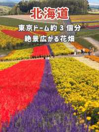 【北海道】美瑛で四季折々の花畑を満喫🌼🌿