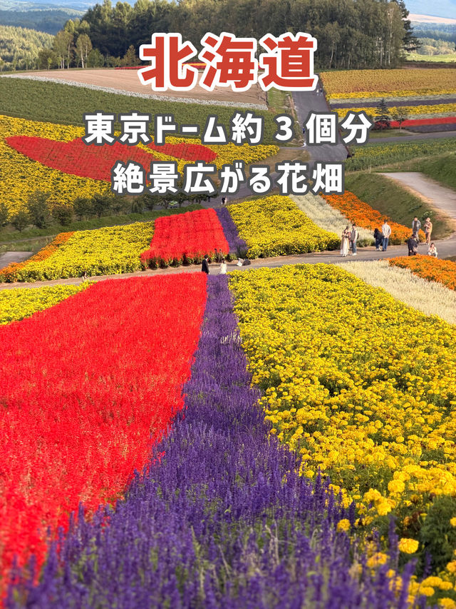 【北海道】美瑛で四季折々の花畑を満喫🌼🌿
