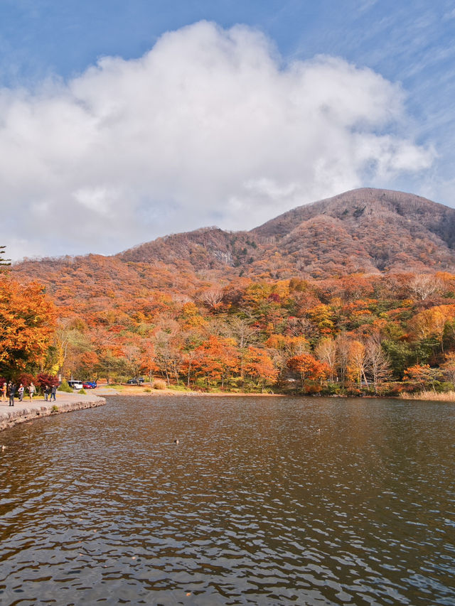 【穴場の紅葉】観光攻略付‼️赤城山で最も雄大な紅葉と水鏡の絶景を楽しむ🌊 🍁⛩️✨