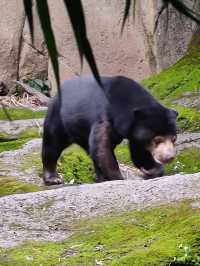 寓教於樂的親子天堂#臺北市立動物園-臺北市文山區