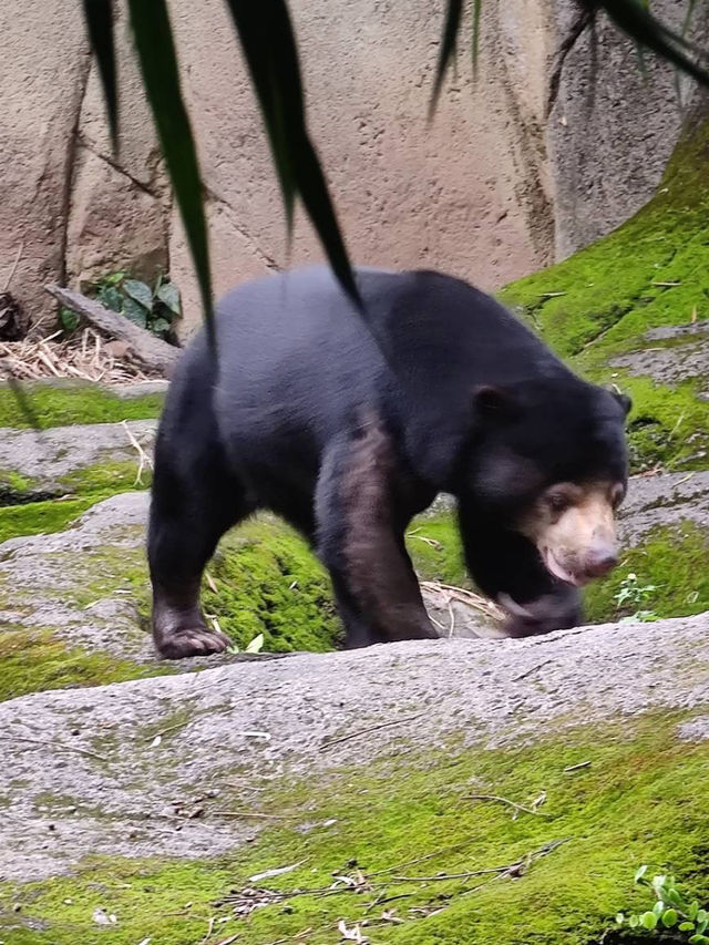 寓教於樂的親子天堂#臺北市立動物園-臺北市文山區