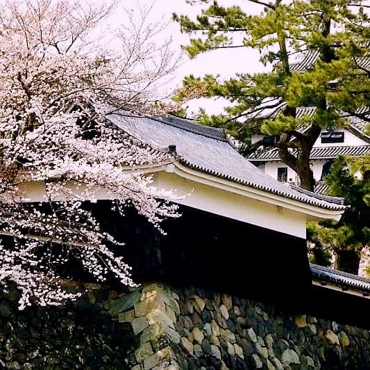 The Black Lord's Return: A Deeper Dive into Matsue Castle The Black Lord's Return: A Deeper Dive into Matsue Castle