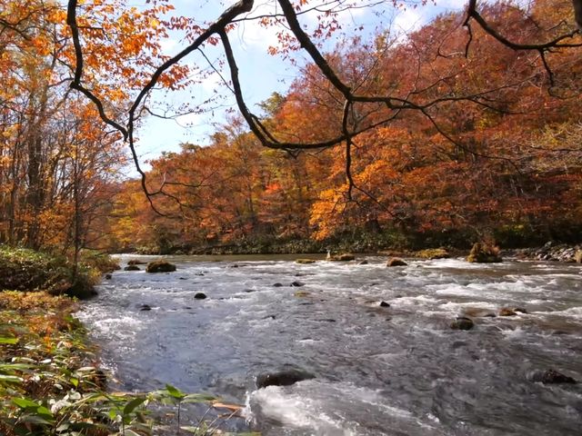 青森小眾秘境！奧入瀨溪流14公裡絕美徒步攻略🚶‍♀