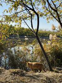 北京之旅:頤和園與故宮的歷史與靜美