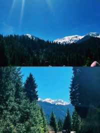 에메랄드빛 호수 위로 솟아오른 나무들의 신비로움