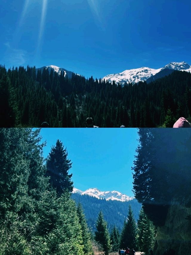 에메랄드빛 호수 위로 솟아오른 나무들의 신비로움 에메랄드빛 호수 위로 솟아오른 나무들의 신비로움