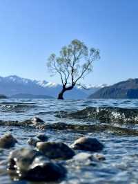 #ThatWanakaTree: That Famous Willow