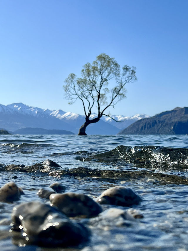 #ThatWanakaTree: That Famous Willow