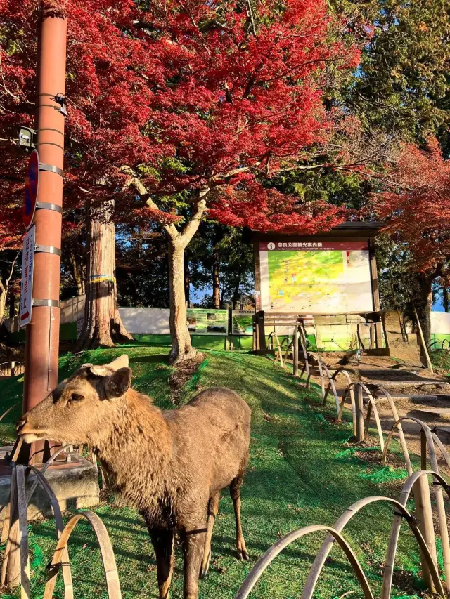 Прогулка с оленями в парке Нара