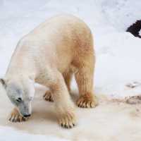 สวนสัตว์อาซาฮิยามะ asahiyama zoo