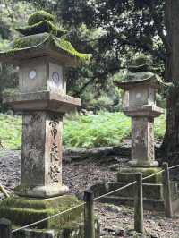 🦌 春日大社：燈塔與鹿共舞的神聖之地