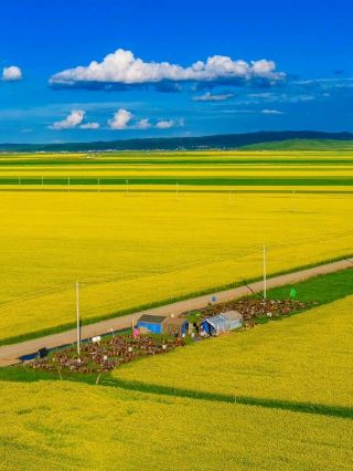🌼 The Hidden Sea of Rapeseed Flowers | Summer on the Qinghai Plateau