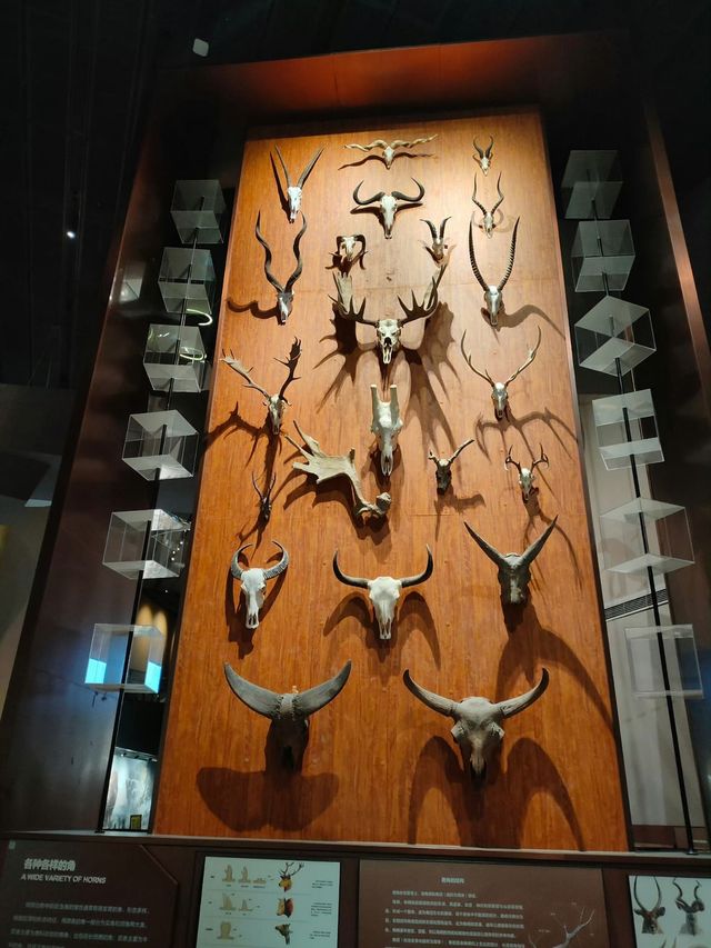 🦕 Baoding Natural History Museum | Bigger, Better, and Worth the Journey