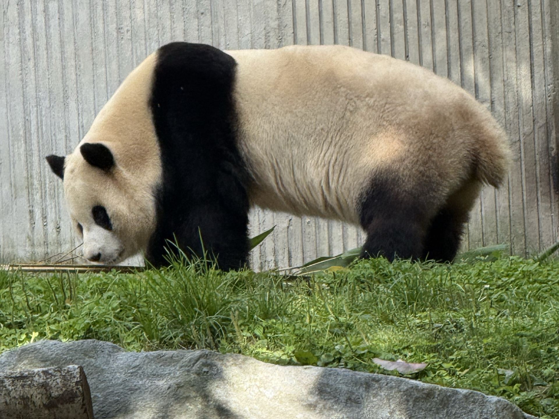 #fubao I'd go anywhere to see Fubao!

