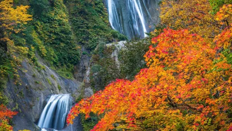 秋の北海道：赤と黄金に染まる日本のワンダーランド — traveler post in 千歳