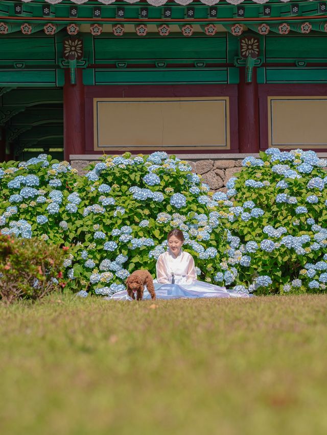 서귀포 파란 수국 명소 ‘혼인지’