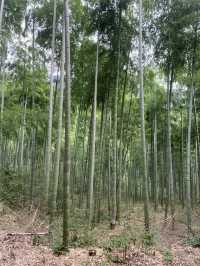 Find Yourself Amongst the Bamboo