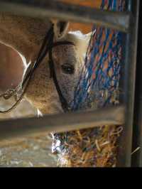 Horse ranch in Paphos area (Cyprus)