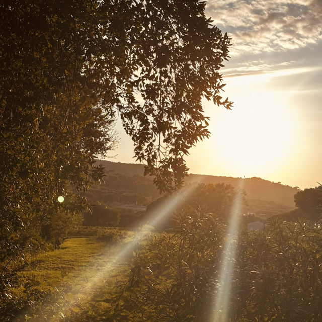 Got lost on Route des Carles and discovered a breathtaking vineyard at golden hour—pure magic!