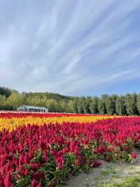 【北海道】日本の北の大地、北海道で四季折々の絶景を堪能🏔✨