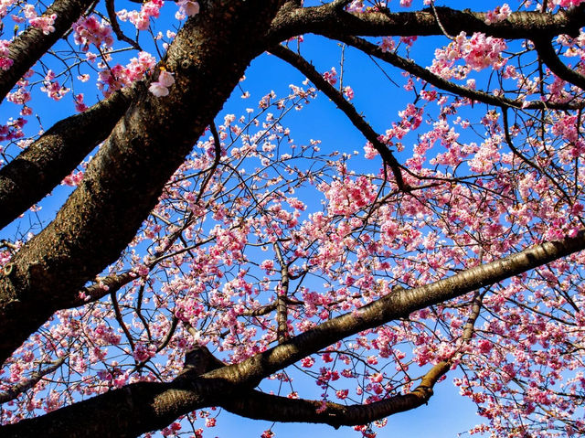 The combination of nature and flower in spring 