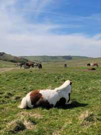 Perfect Spring Sunday at Seven Sisters Cliffs