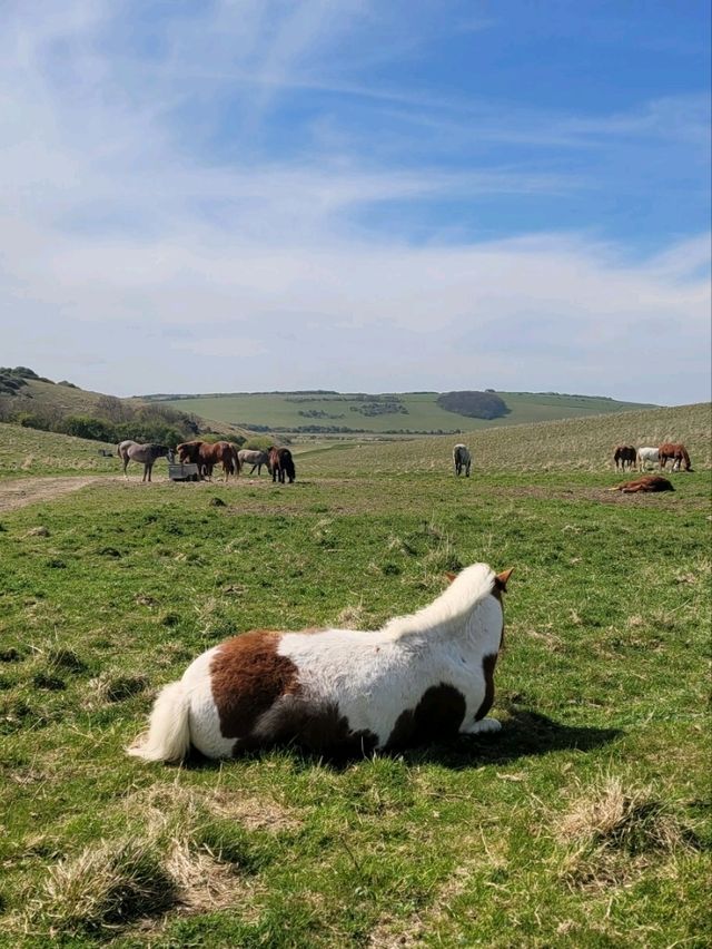 Perfect Spring Sunday at Seven Sisters Cliffs