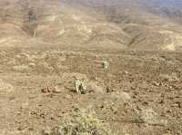 The Teide Sunrise Mission 