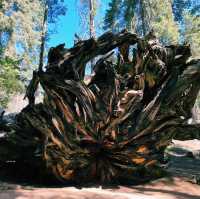 🏔️ Kings Canyon National Park: California’s Underrated Wild Wonder