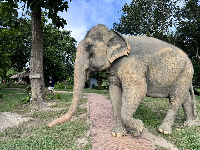 🐘 Morning Trumpets & Mud Baths – Life at Chai Lai Orchid 🌿
