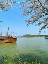 Wuxi’s Cherry Blossom Forest – What a Find!!