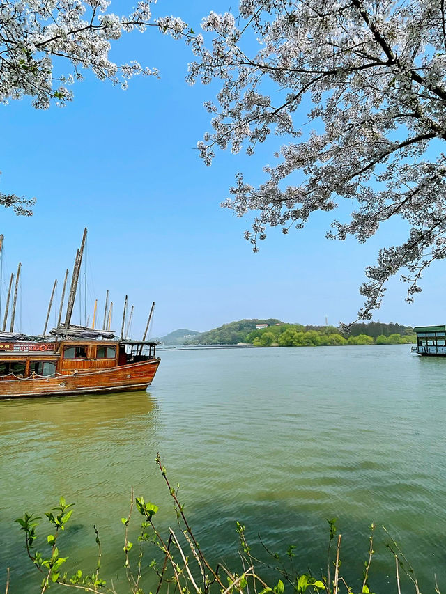 Wuxi’s Cherry Blossom Forest – What a Find!!