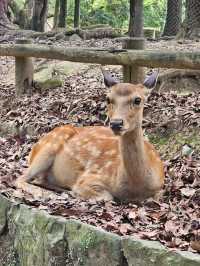 🦌 Morning or Afternoon in Nara Park? Here's What You Need to Know!