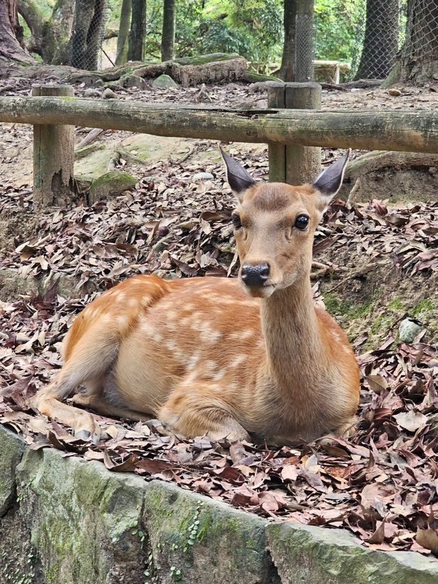 🦌 Morning or Afternoon in Nara Park? Here's What You Need to Know!