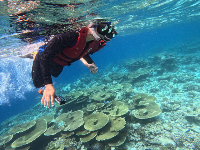 Scuba Diving in the Maldives: Why It’s the Perfect Destination and How to Plan Your Trip