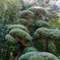 Tokyo’s Green Side: Parks, Gardens & Hidden Nature