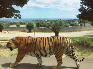 Дикие встречи и чистое веселье в Фазаноландии!