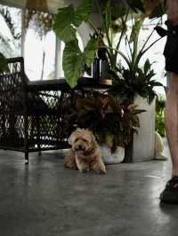 🇻🇳🌾 MISS HOI AN CAFE — секретный спот на рисовых полях