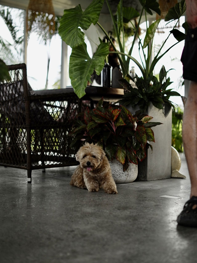 🇻🇳🌾 MISS HOI AN CAFE — секретный спот на рисовых полях 🇻🇳🌾 MISS HOI AN CAFE — секретный спот на рисовых полях