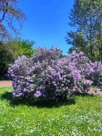 Nature Walk Charm🍃