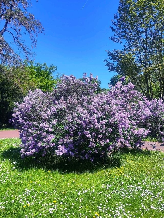 Nature Walk Charm🍃 Nature Walk Charm🍃
