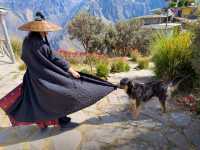 Colca Canyon and the road from Arequipa are a highlight of Andean landscape🏔️and wildlife🦙