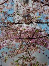 Shanghai in Bloom - Oriental Pearl Tower🌷🌸
