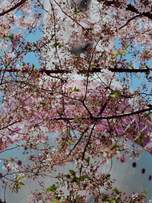 Shanghai in Bloom - Oriental Pearl Tower🌷🌸