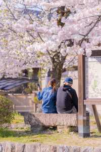 Kyoto Travel | The falling flowers and flowing water, Kyoto in spring is so romantic.