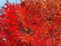 Danzawa Oyama Maple Leaf