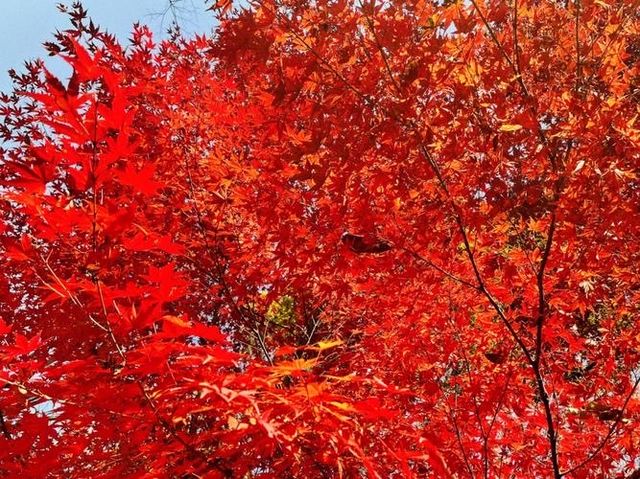 Danzawa Oyama Maple Leaf
