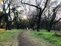 Yoyogi Park Spring Flower Viewing